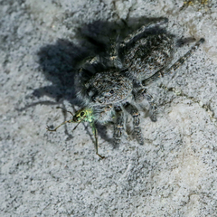 Philaeus chrysops