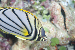 Chaetodon meyeri