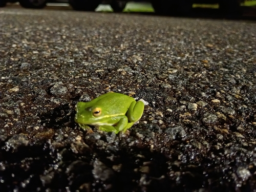 Green Treefrog