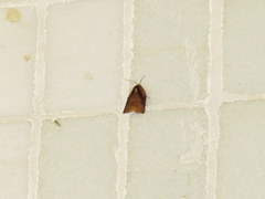 Homona