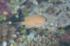 Chromis