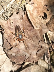 Teuchocnemis bacuntius