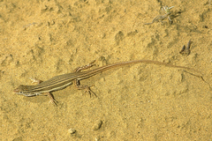 Eremias lineolata