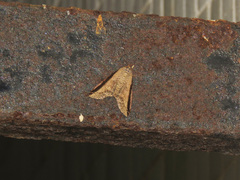 Lophoptera squammigera