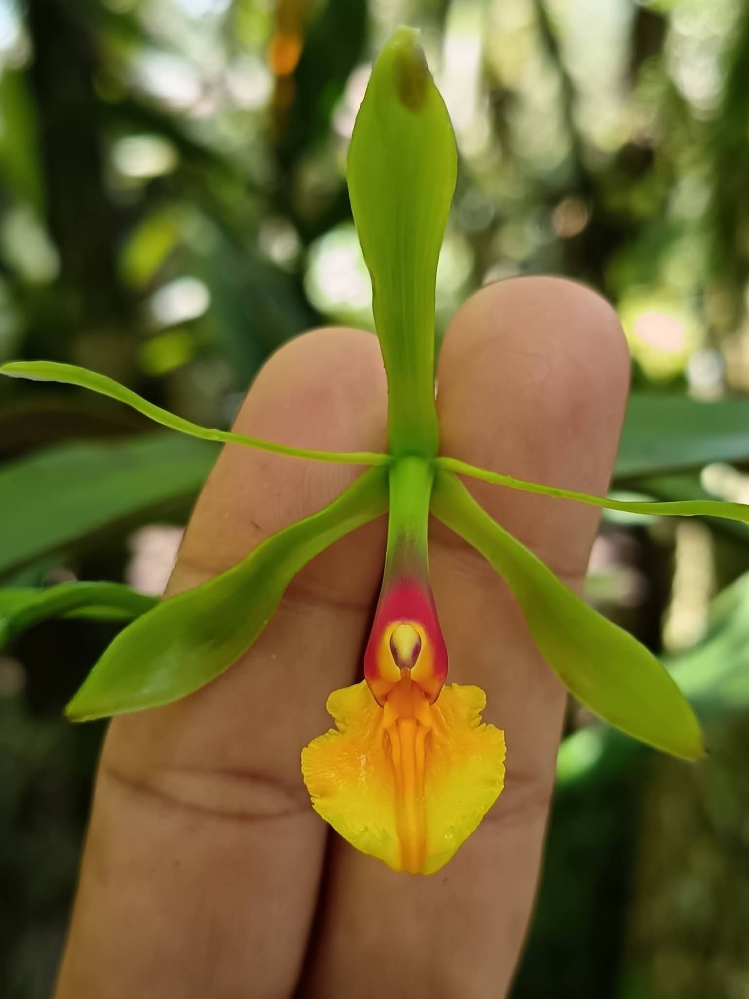 Epidendrum turialvae Rchb.f.