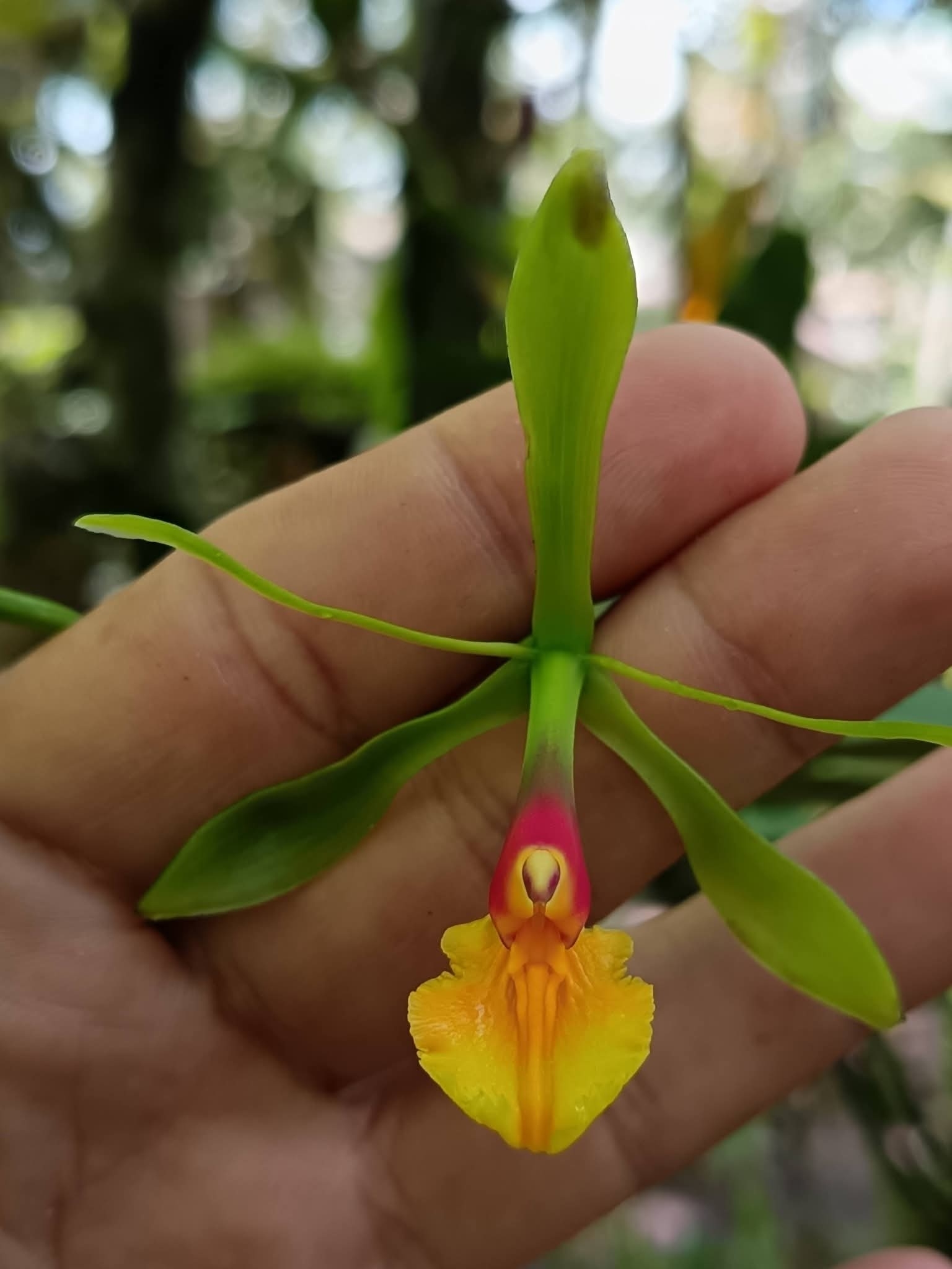 Epidendrum turialvae Rchb.f. 2