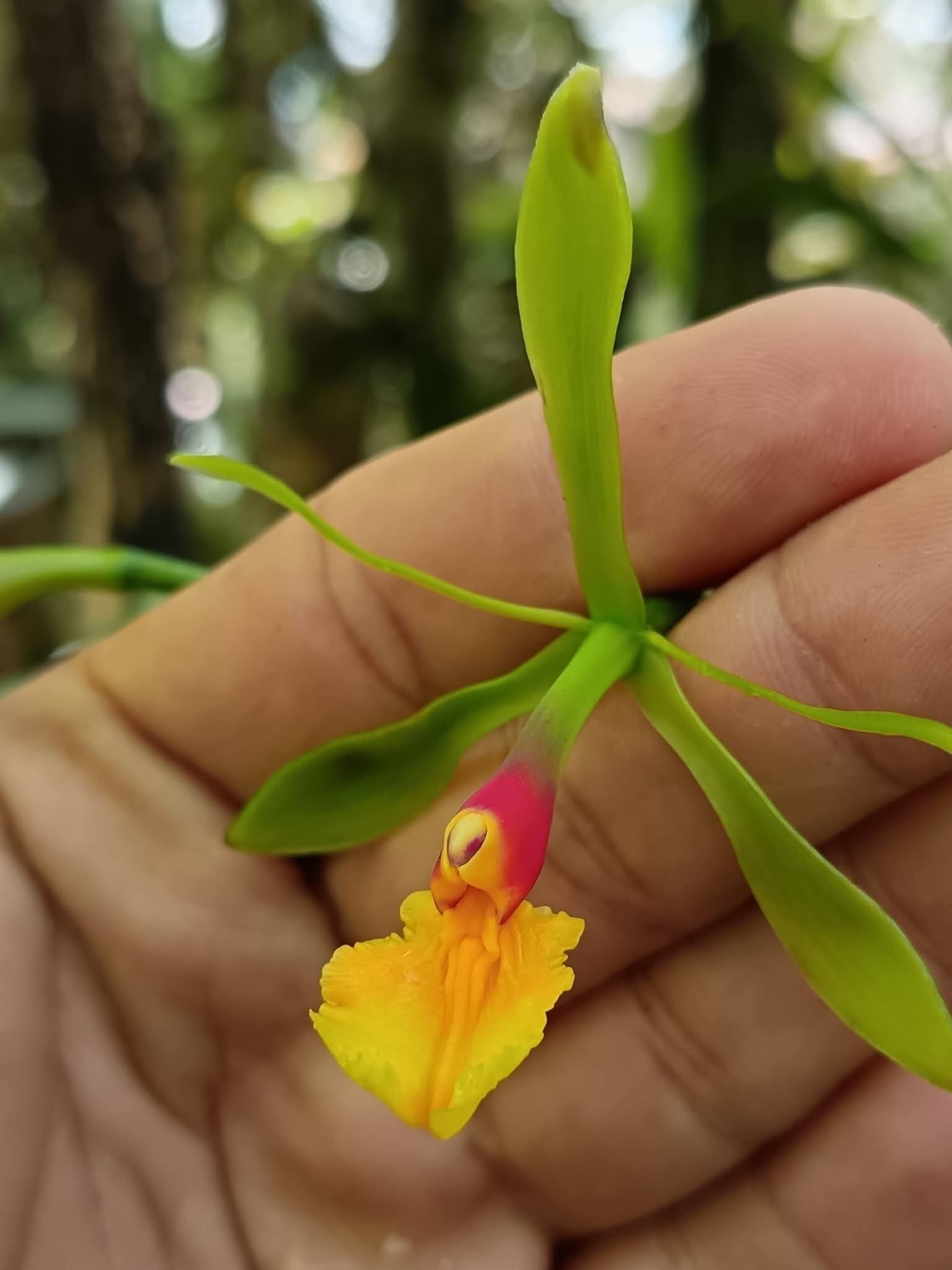 Epidendrum turialvae Rchb.f. 3