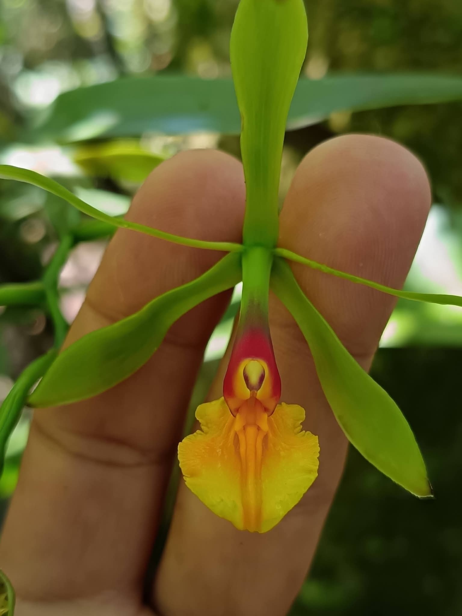 Epidendrum turialvae Rchb.f. 4
