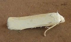 Frumenta nephelomicta