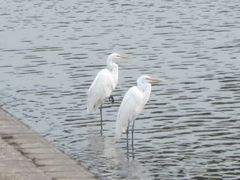 Ardea alba