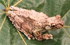 Canelos Treefrog photo 2