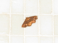 Lopharthrum comprimens