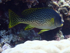 Plectorhinchus gaterinus