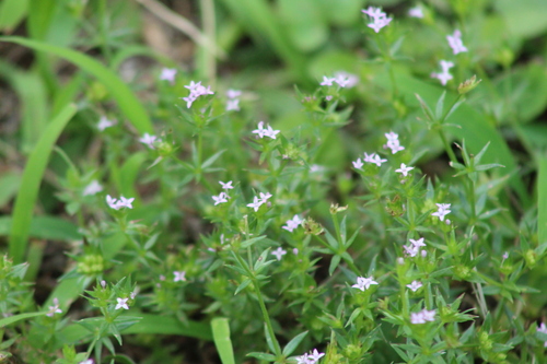 Field madder