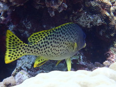 Plectorhinchus gaterinus