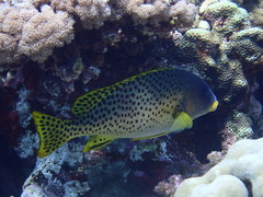 Plectorhinchus gaterinus