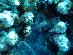 Macrorhynchia philippina