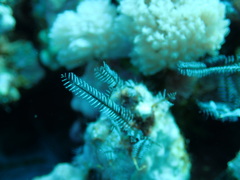 Macrorhynchia philippina