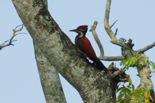 Red-backed Flameback