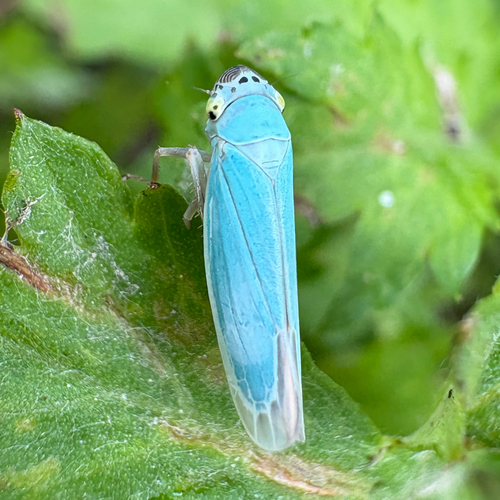 Green Leafhopper