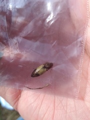 Stropenron hamata