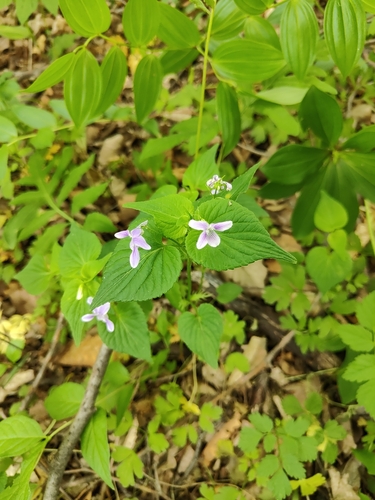 Viola acuminata, photograph 5