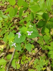 Viola acuminata, photograph (c) Станислав Чуванов, some rights reserved (CC BY)