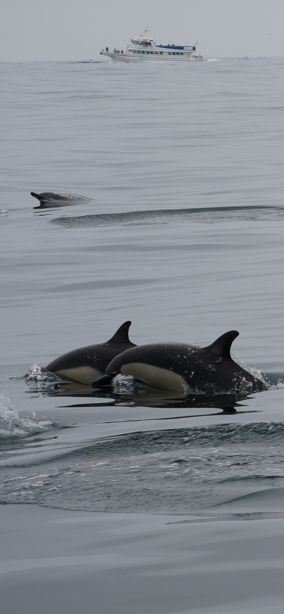 Delphinus delphis