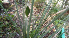 Strelitzia juncea