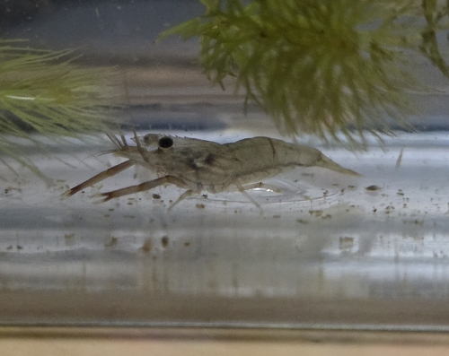 Macrobrachium japonicum