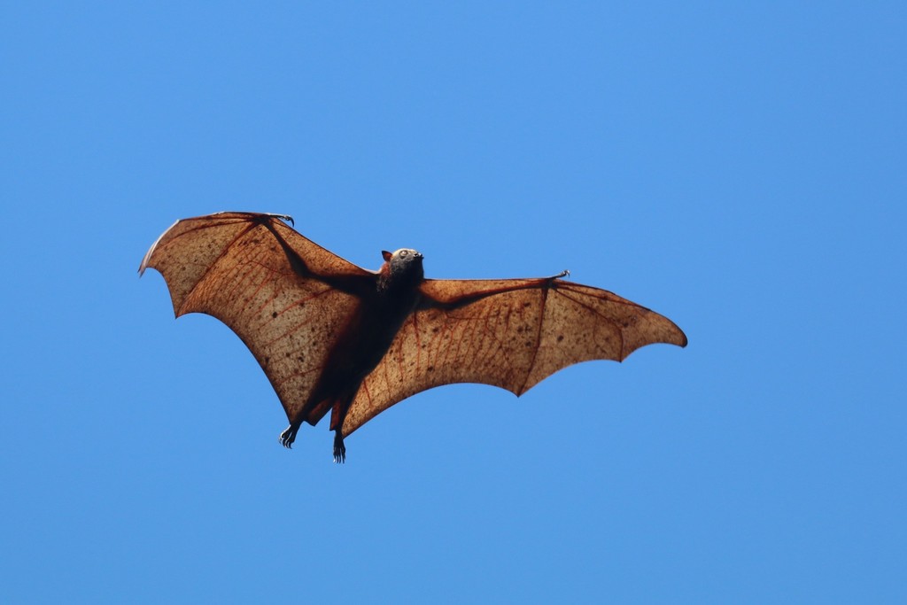 Golden-capped Fruit Bat in December 2018 by bgenet · iNaturalist