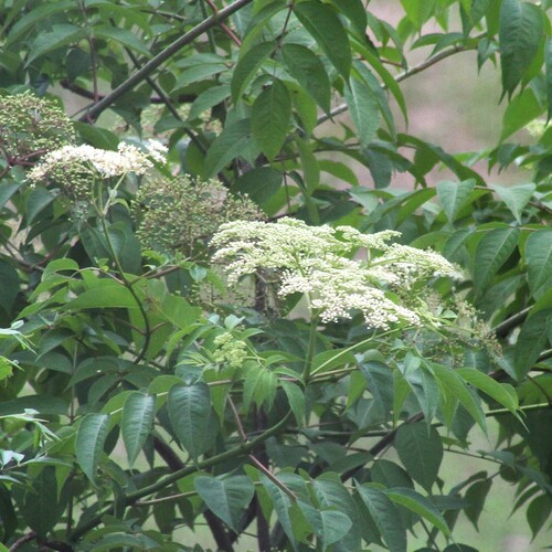 American black elderberry