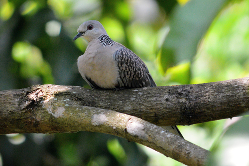 Spotted Dove