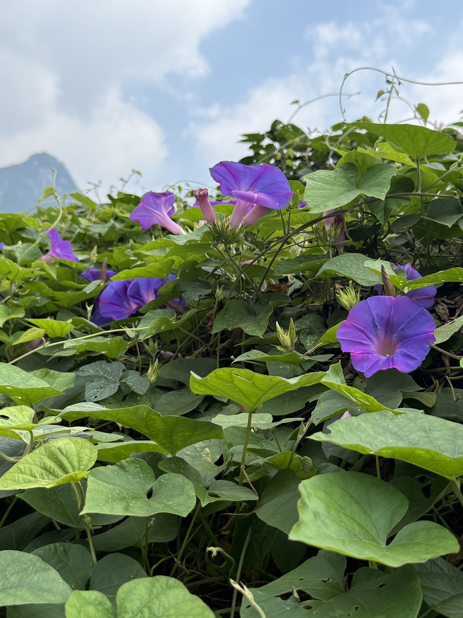 Ipomoea indica — ảnh 2