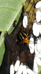 Horciasinus signoreti