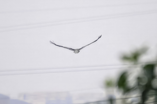 Egyptian Vulture