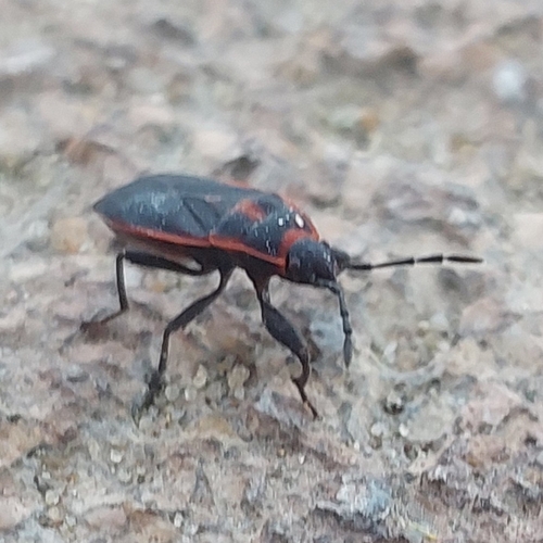 Redtrim Bug
