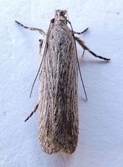 Filatima striatella