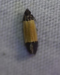 Anacampsis coverdalella