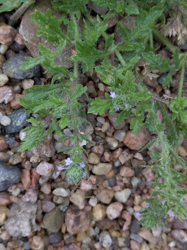 Bigbract Verbena