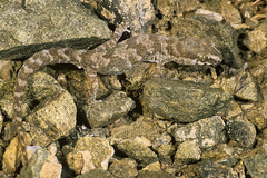 Alsophylax pipiens
