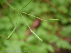 Osmorhiza purpurea