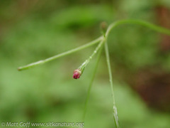 Osmorhiza purpurea