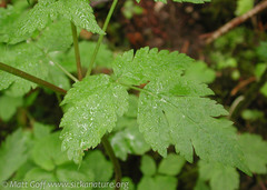 Osmorhiza purpurea