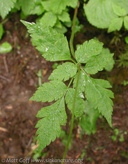 Osmorhiza purpurea