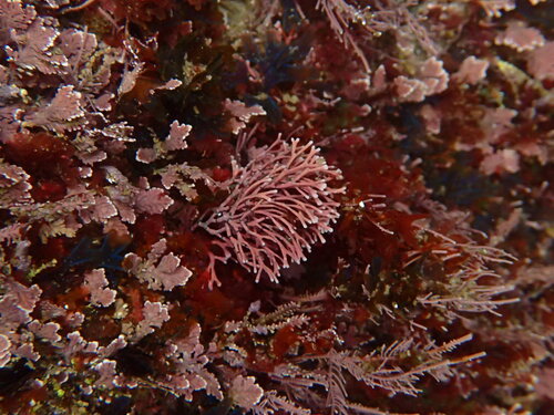 Amphiroa beauvoisii observed 2019-02-20