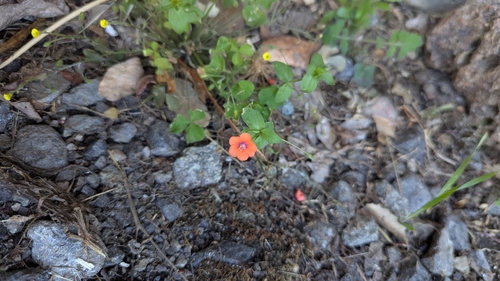 scarlet pimpernel