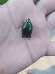 Lagochile emarginata