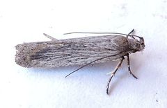 Filatima striatella