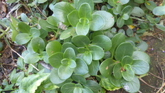 Crassula multicava multicava